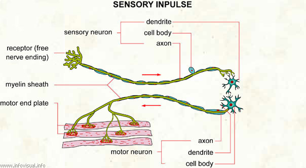Sensory impulse  (Visual Dictionary)